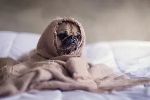 Déjenme solito... que nadie me moleste Déjenme solito... que nadie me moleste