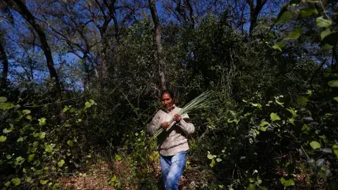 Eusebia cosecha hojas de palma para sus artesanías Eusebia cosecha hojas de palma para sus artesanías