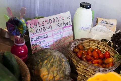 Frutas y verduras orgánicas y de estación Frutas y verduras orgánicas y de estación
