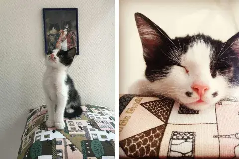Sr. Bigotes, uno de los cachorros que pasaron por el café y ya tiene familia Sr. Bigotes, uno de los cachorros que pasaron por el café y ya tiene familia
