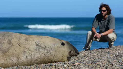Cara a cara con elefantes marinos en Punta Ninfas Cara a cara con elefantes marinos en Punta Ninfas