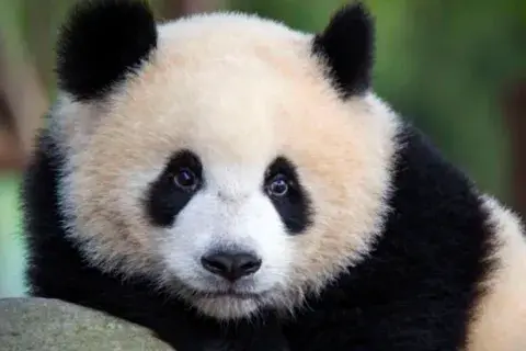 La protección del panda, una de las noticias internacionales del año.