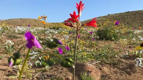 El "desierto florido" ocurre entre las ciudades de Vallenar y Copiapó El "desierto florido" ocurre entre las ciudades de Vallenar y Copiapó