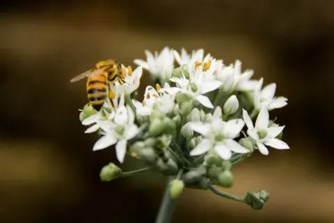 La flor del ajo, otra maravilla La flor del ajo, otra maravilla