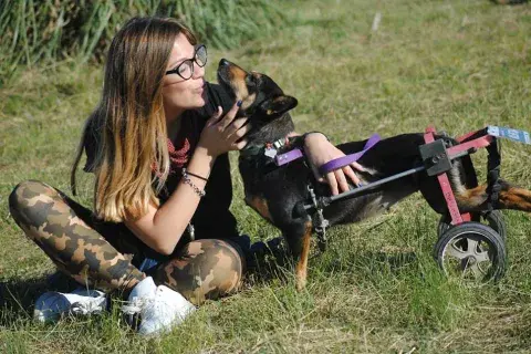 Los perros discapacitados se adaptan a sus posibilidades y pueden tener una vida feliz. Los perros discapacitados se adaptan a sus posibilidades y pueden tener una vida feliz.