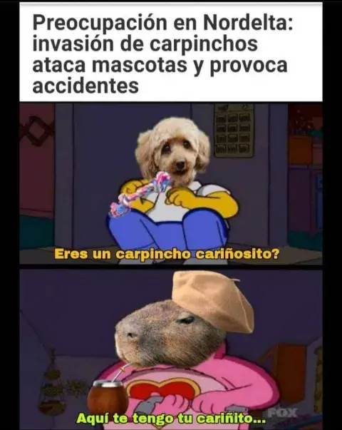 Los usuarios bromearon sobre el encuentro entre caniches domésticos y carpinchos salvajes. Fuente: Rafael Parnaso. Archivo La Nación. Los usuarios bromearon sobre el encuentro entre caniches domésticos y carpinchos salvajes. Fuente: Rafael Parnaso. Archivo La Nación.