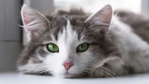 5 lugares para conocer y enamorarse de los gatos 5 lugares para conocer y enamorarse de los gatos