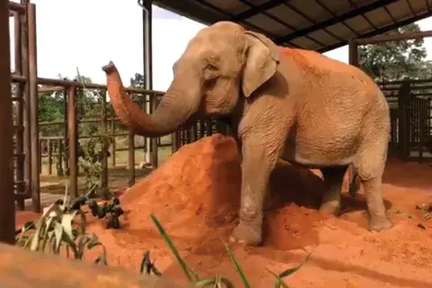 Mara, la elefanta del EcoParque de Buenos Aires que desde mayo está en el Santuario de Elefantes de Brasil. Mara, la elefanta del EcoParque de Buenos Aires que desde mayo está en el Santuario de Elefantes de Brasil.