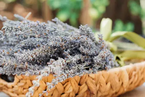 Las propiedades calmantes de la lavanda son famosas Las propiedades calmantes de la lavanda son famosas