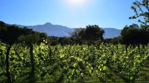 Tres bodegas destacan en San Javier. Tres bodegas destacan en San Javier.