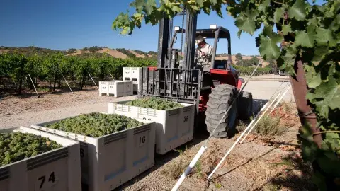 Los vinos destacados son los blancos, de las cepas Sauvignon Blanc y Chardonnay Los vinos destacados son los blancos, de las cepas Sauvignon Blanc y Chardonnay