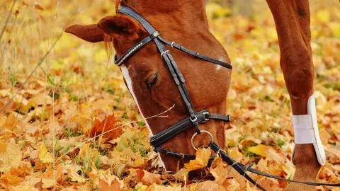 Un rincón gauchesco, con naturaleza por dónde se mire: Mercedes