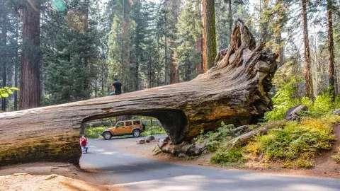 El Sequoia National Park es un mundo de gigantes, con secuoyas de 90 metros y más de 3000 años de vida El Sequoia National Park es un mundo de gigantes, con secuoyas de 90 metros y más de 3000 años de vida