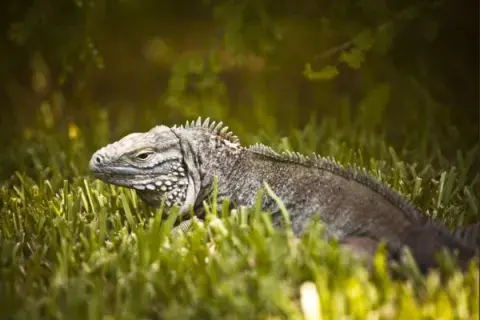 Un recorrido que indica a la fauna de la zona