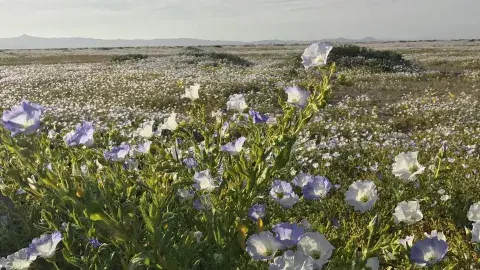 El fenómeno natural atrae a turistas y botánicos de todo el mundo El fenómeno natural atrae a turistas y botánicos de todo el mundo