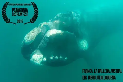 FRANCA, la ballena austral - Ganador Selección Panorama Patagonia FRANCA, la ballena austral - Ganador Selección Panorama Patagonia