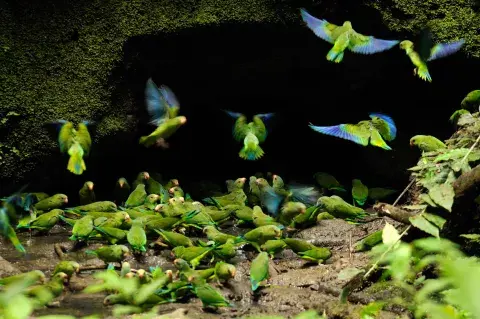 Yasuni National Park. Gentileza NatGeo. Foto: Dukas Presseagentur/Alamy Stock Photo Yasuni National Park. Gentileza NatGeo. Foto: Dukas Presseagentur/Alamy Stock Photo
