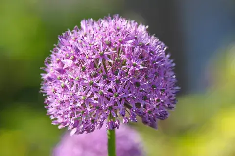 Las increíbles ¡y simétricas! floraciones de las cebollas Las increíbles ¡y simétricas! floraciones de las cebollas
