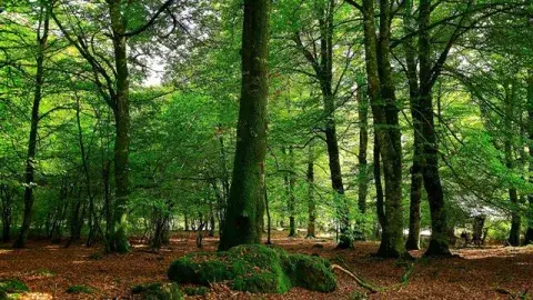 El espléndido Bosque Peralta Ramos El espléndido Bosque Peralta Ramos