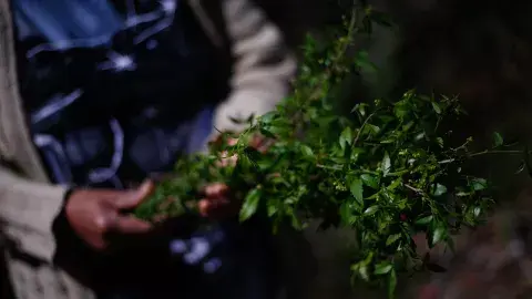 En el monte hay hierbas medicinales para todas las dolencias, incluso del amor En el monte hay hierbas medicinales para todas las dolencias, incluso del amor
