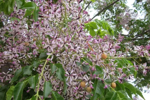 Un paraíso en flor, con sus características bolitas Un paraíso en flor, con sus características bolitas