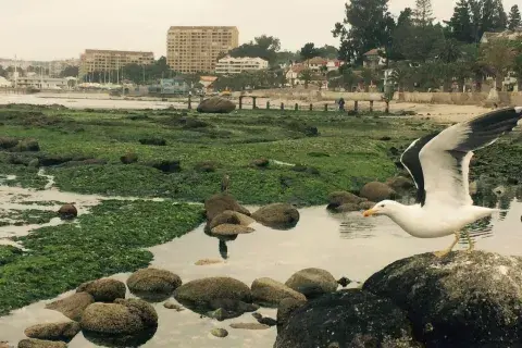 Las gaviotas de Reñaca Las gaviotas de Reñaca