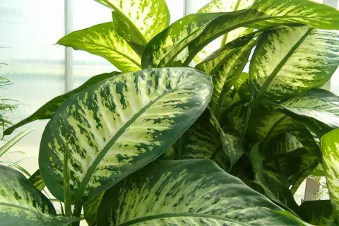 Cuidado con la dieffenbachia Cuidado con la dieffenbachia