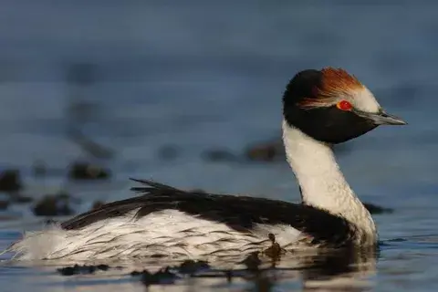 Macá Tobiano. Especie en peligro de extinción en Santa Cruz. #riosantacruzsinrepresas