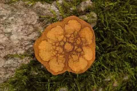 ¿Qué es el ayahuasca? Foto: Canva ¿Qué es el ayahuasca? Foto: Canva