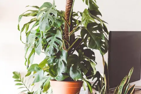 Una variedad de filodendro muy de moda Una variedad de filodendro muy de moda