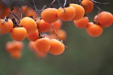 Un fruto de origen japonés que vale la pena incorporar a nuestra dieta