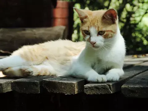 Tigrecita (para hijas). Tuti (para Matilda).