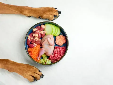Existe una gran cantidad de alimentos de consumo cotidiano para los humanos que podrían ser sumamente riesgosos para la salud de los animales. Existe una gran cantidad de alimentos de consumo cotidiano para los humanos que podrían ser sumamente riesgosos para la salud de los animales.