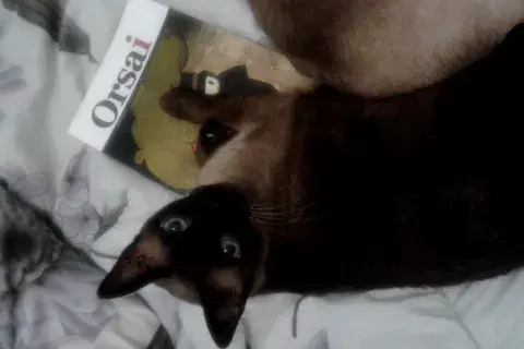 También las revistas independientes. También las revistas independientes.