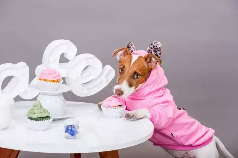 Humanizados: así son los modelos para las mascotas que visten A pata suelta. Humanizados: así son los modelos para las mascotas que visten A pata suelta.