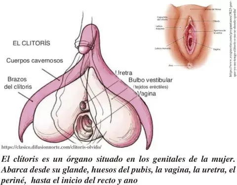 Una de las láminas ilustrativas que se usan para dar cuenta de las partes del clítoris Una de las láminas ilustrativas que se usan para dar cuenta de las partes del clítoris