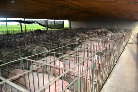 Cerdos hacinados, Bonifacio, provincia de Buenos Aires. Foto: Viaje por la Soberanía Alimentaria. Cerdos hacinados, Bonifacio, provincia de Buenos Aires. Foto: Viaje por la Soberanía Alimentaria.