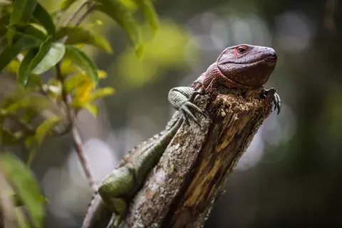 Una iguana se mimetiza con la rama de un árbol Una iguana se mimetiza con la rama de un árbol