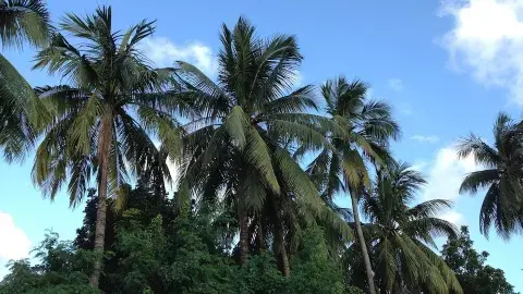 Palmeras en Bangladesh