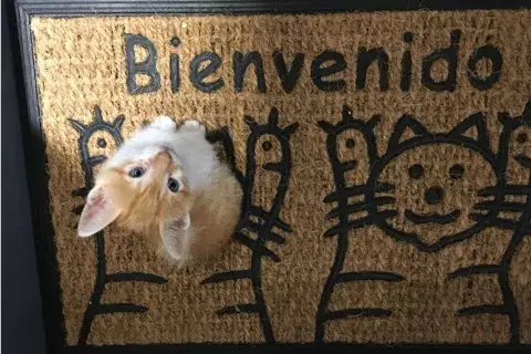 Los detalles cuentan. En Adrianuzca´s cada objeto y pieza de decoración alude al mundo felino Los detalles cuentan. En Adrianuzca´s cada objeto y pieza de decoración alude al mundo felino