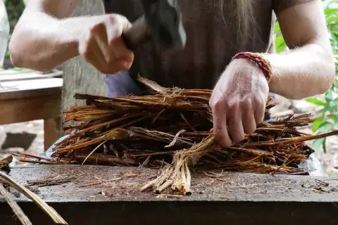 ¿Qué es el ayahuasca? Foto: Canva ¿Qué es el ayahuasca? Foto: Canva