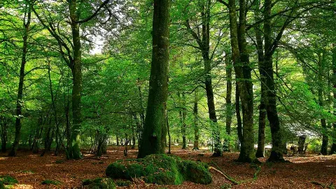 Bosque Peralta Ramos Bosque Peralta Ramos
