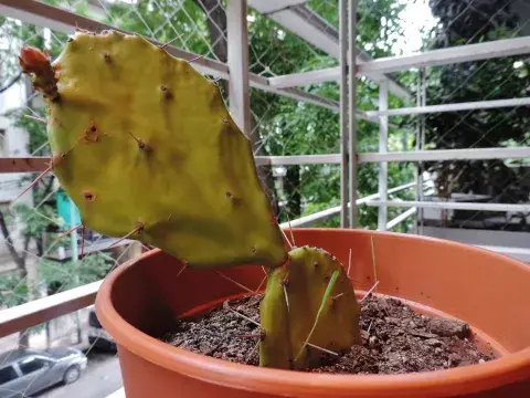 Cactus