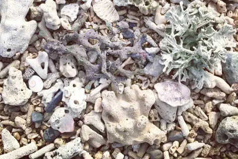 El esqueleto calcáreo de los arrecifes de coral ayuda a que las olas no impacten con tanta fuerza sobre las costas El esqueleto calcáreo de los arrecifes de coral ayuda a que las olas no impacten con tanta fuerza sobre las costas