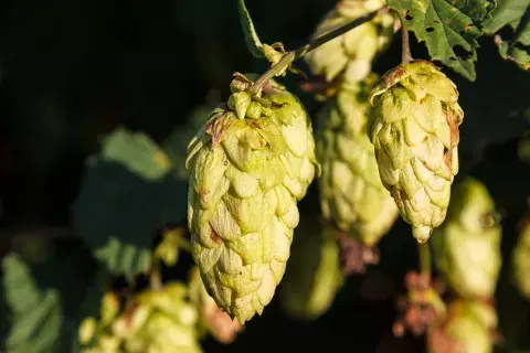 Lúpulo, la flor que saboriza la cerveza tiene polifenoles que protegen la salud cardiovascular Lúpulo, la flor que saboriza la cerveza tiene polifenoles que protegen la salud cardiovascular