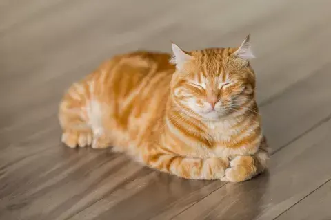 Los gatos son malos bebedores de agua y por eso es fundamental tener cuidado con las altas temperaturas. Foto: Michael Sum/Unsplash Los gatos son malos bebedores de agua y por eso es fundamental tener cuidado con las altas temperaturas. Foto: Michael Sum/Unsplash