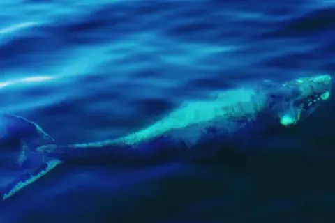 Ballena Franca Austral cerca de las costas de Puerto Madryn