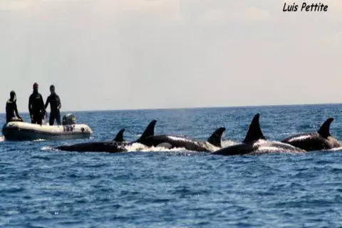 Una comunidad de doce orcas en convivencia pacífica con los humanos Una comunidad de doce orcas en convivencia pacífica con los humanos