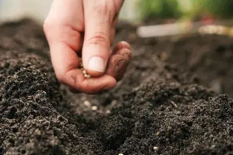 La profundidad a la que se planta la semilla depende de su tamaño y de su forma La profundidad a la que se planta la semilla depende de su tamaño y de su forma