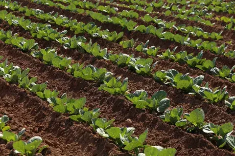 Cultivo de repollo. Finca Los Almendros. Mendoza. Foto: Gentileza Prensa Cultivo de repollo. Finca Los Almendros. Mendoza. Foto: Gentileza Prensa